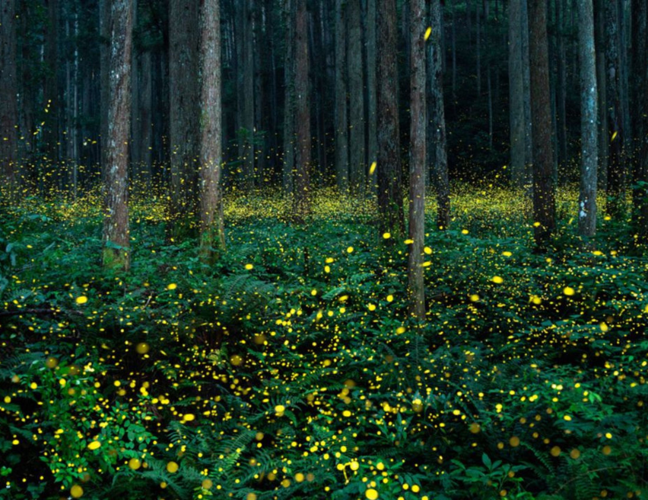 Synchronous_Fireflies_in_the_Smoky_Mountains Synchronous_Fireflies_in_the_Smoky_Mountains