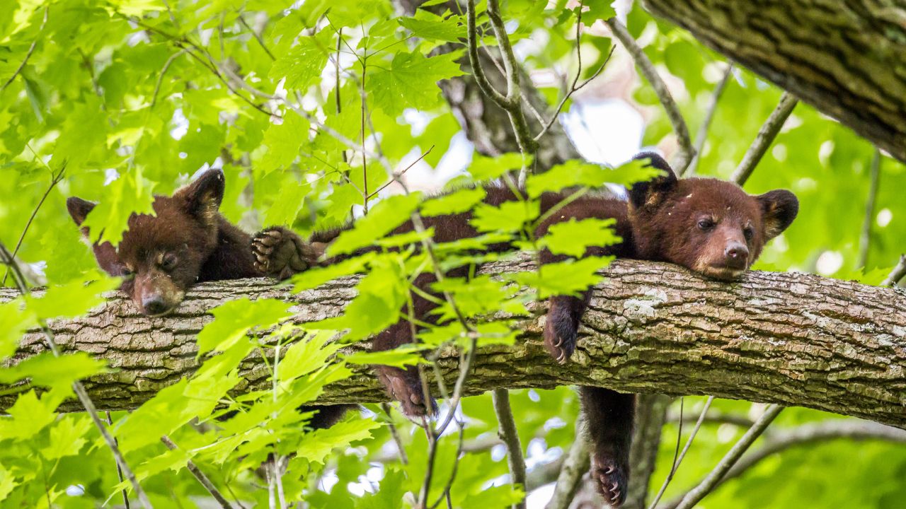 Great Smoky Mountains: Top 10 Things NOT to Do Great Smoky Mountains: Top 10 Things NOT to Do