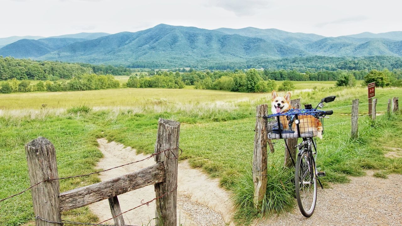What to Pack for Your Pup: A Guide for Staying in Our Pet-Friendly Cabins What to Pack for Your Pup: A Guide for Staying in Our Pet-Friendly Cabins