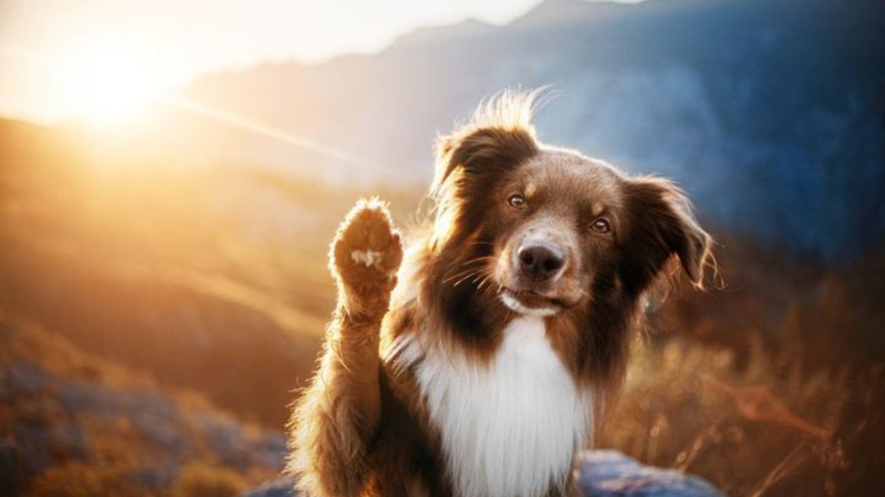 Top 6 Pet Friendly Activities in Gatlinburg and Pigeon Forge Top 6 Pet Friendly Activities in Gatlinburg and Pigeon Forge