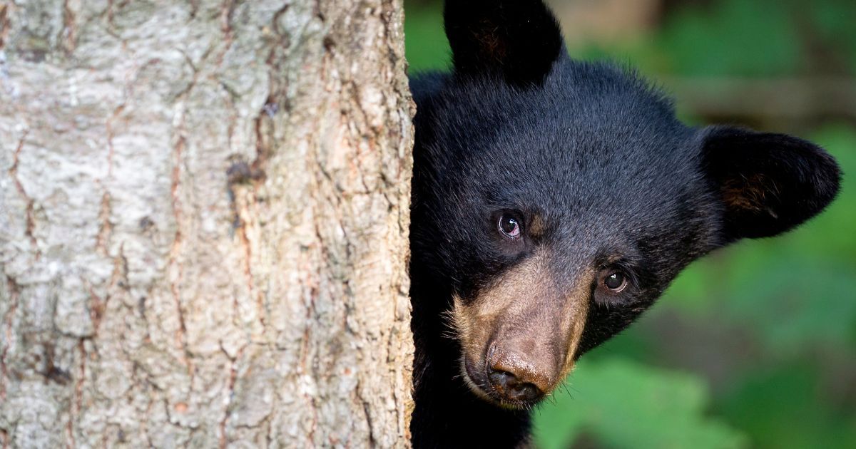 Tips for Seeing Black Bears in the Smoky Mountains Tips for Seeing Black Bears in the Smoky Mountains