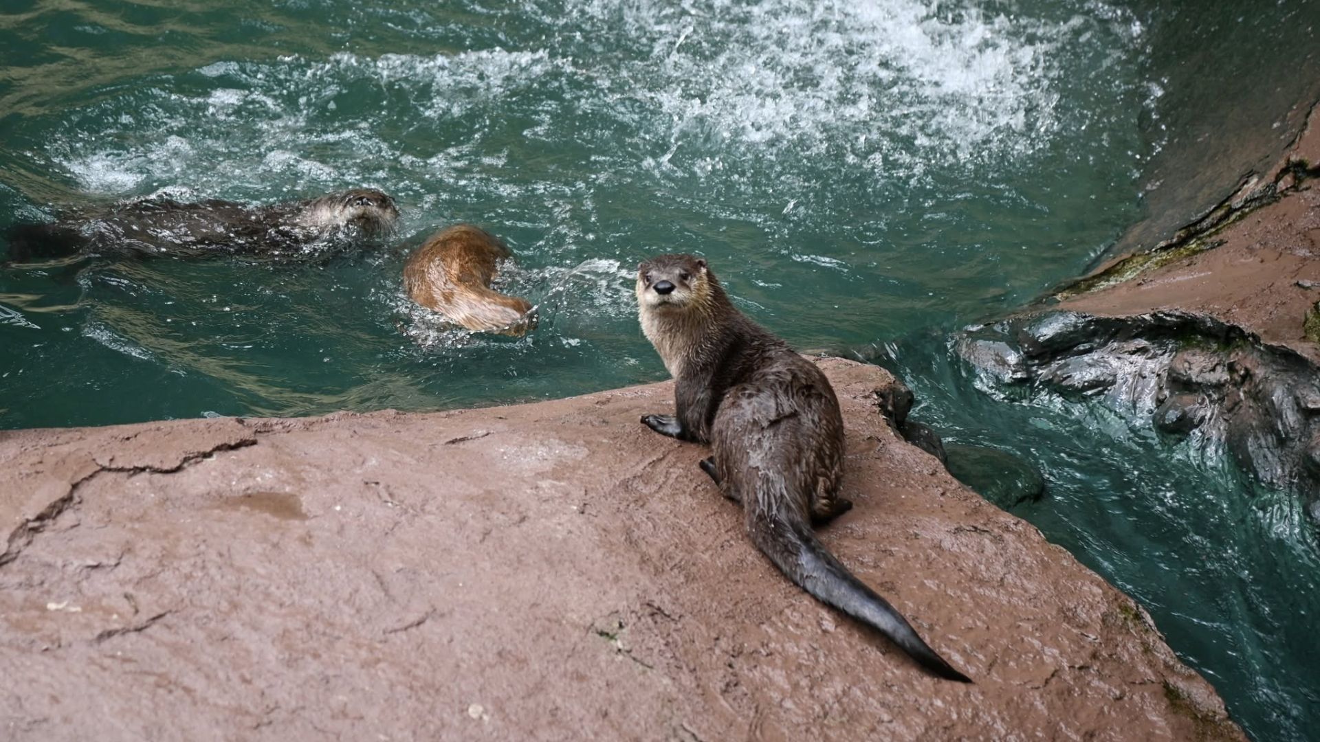 Best Animal Attractions in the Smoky Mountains