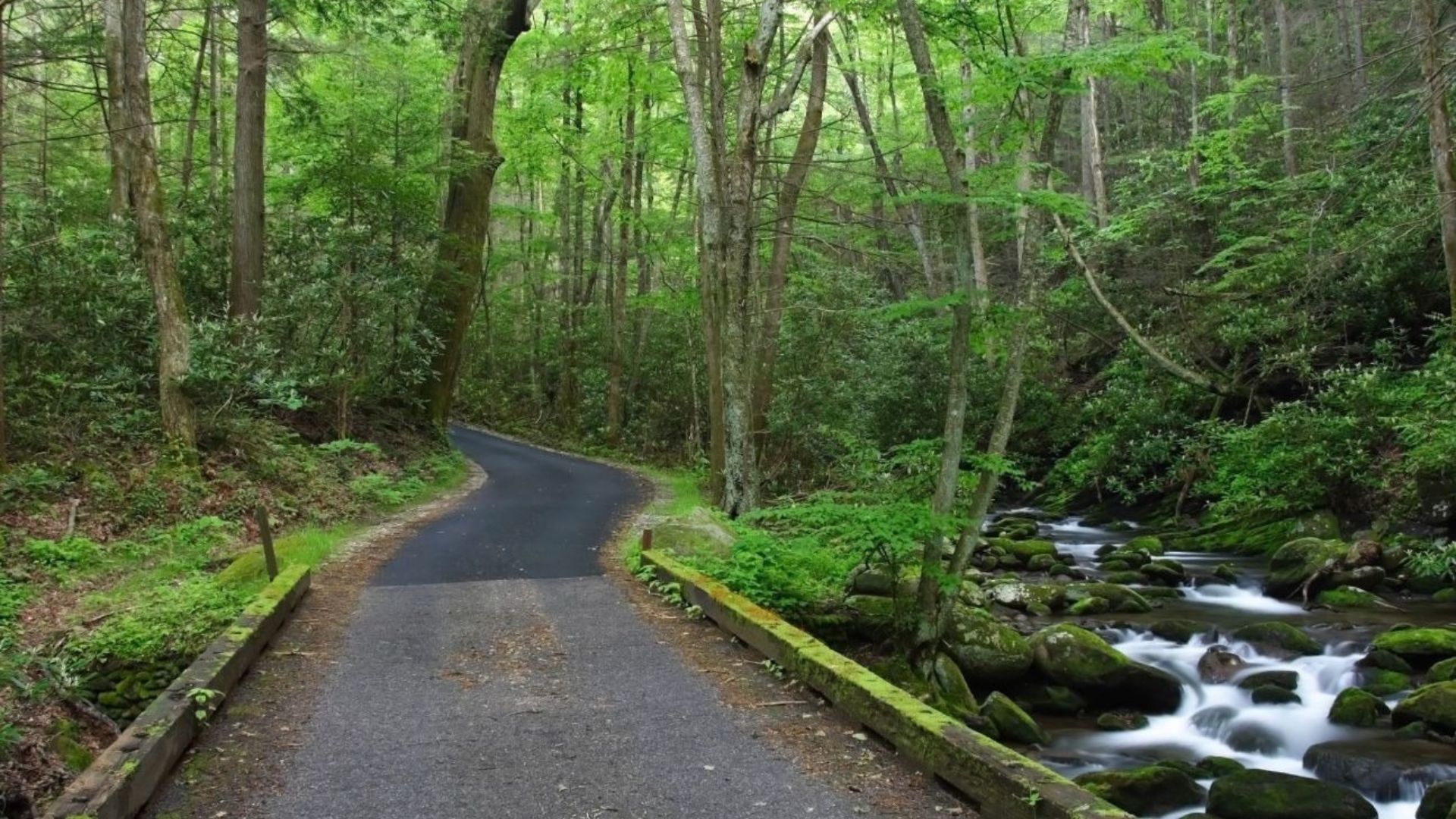 Roaring Fork Motor Nature Trail: Scenic Drive Through the Smokies