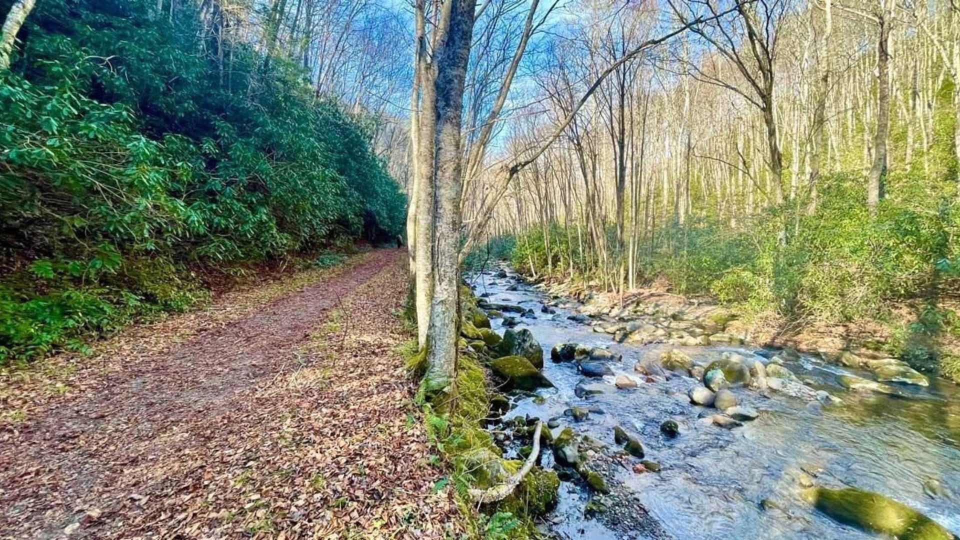 Middle Prong Trail