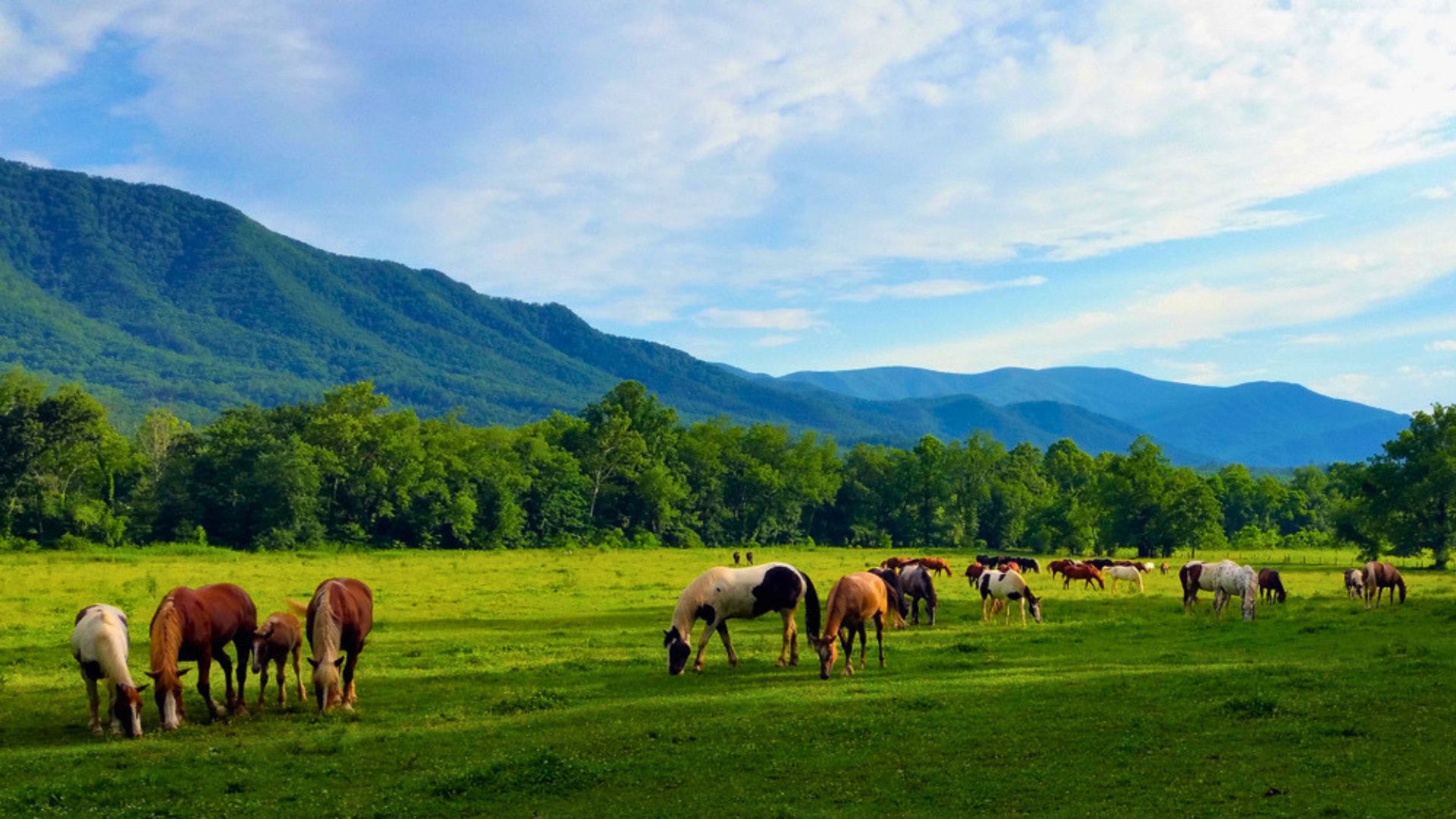 Horseback Riding in Cades Cove