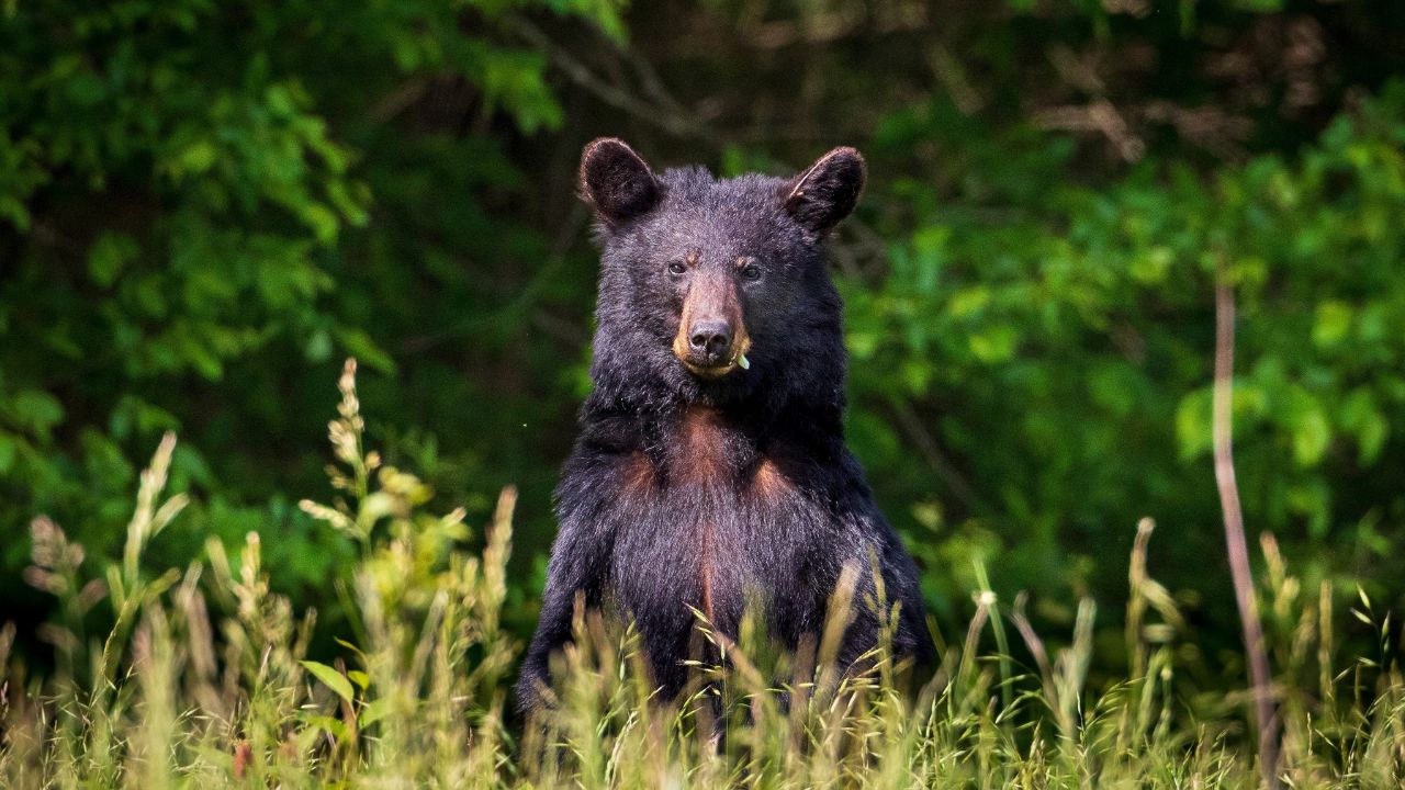 A black bear standing in Gatlinburg, Tennessee.