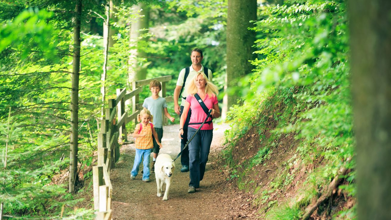 A Complete Guide to Pet-Friendly Cabins in Gatlinburg A Complete Guide to Pet-Friendly Cabins in Gatlinburg