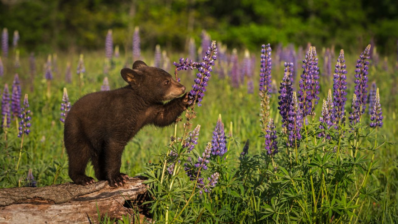 Top 10 Animals You'll See in Cades Cove Top 10 Animals You'll See in Cades Cove