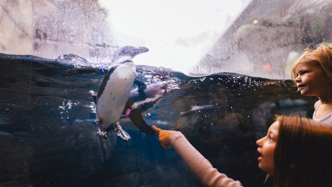 Educational Adventures for Kids in Gatlinburg Educational Adventures for Kids in Gatlinburg