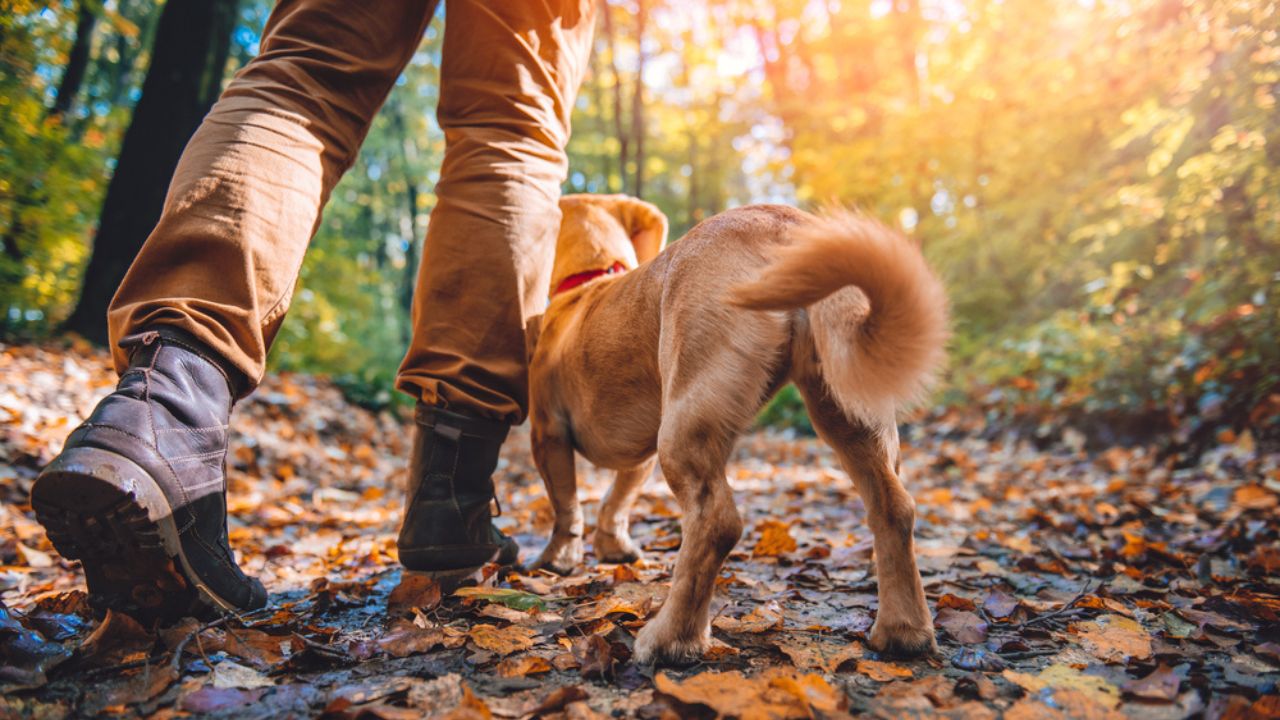 Top 6 Dog Friendly Trails in Gatlinburg and Pigeon Forge Top 6 Dog Friendly Trails in Gatlinburg and Pigeon Forge