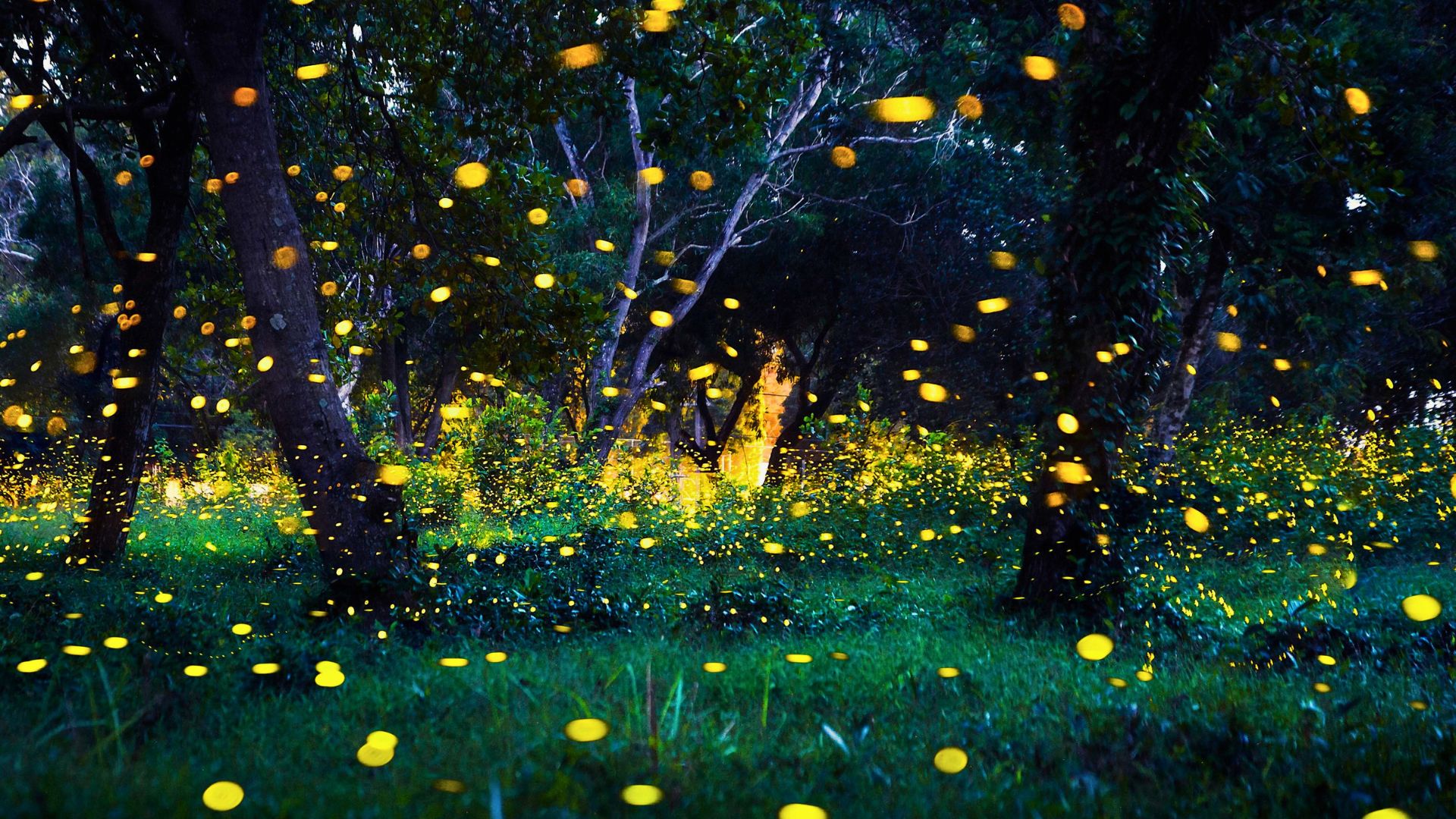 Elkmont Synchronous Fireflies