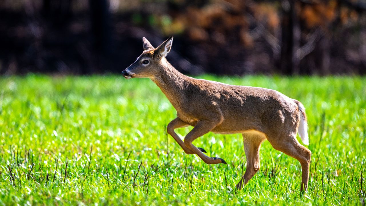 Exploring the Wildlife Around Your Gatlinburg Cabin Exploring the Wildlife Around Your Gatlinburg Cabin
