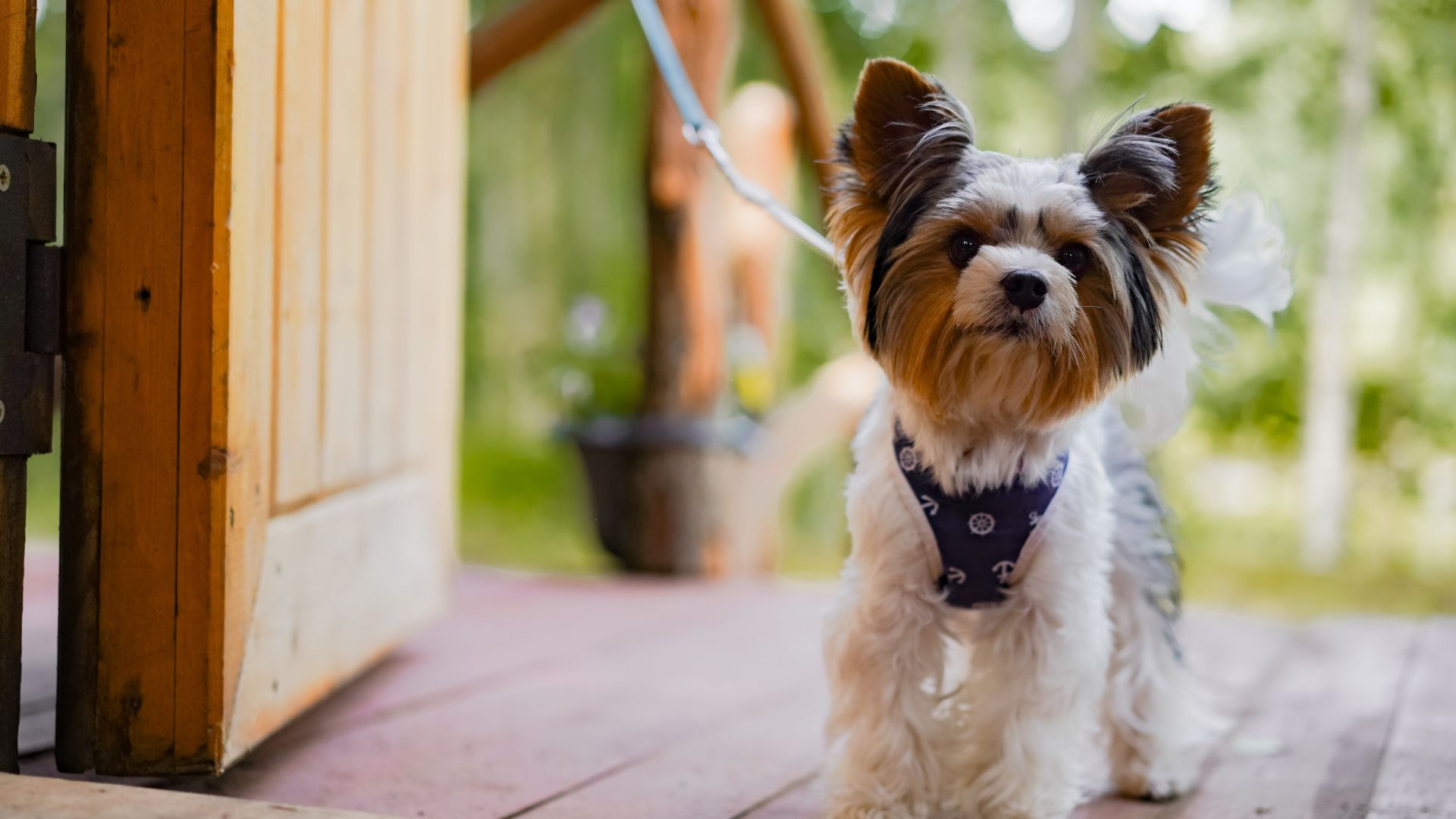 Pet Friendly Cabins