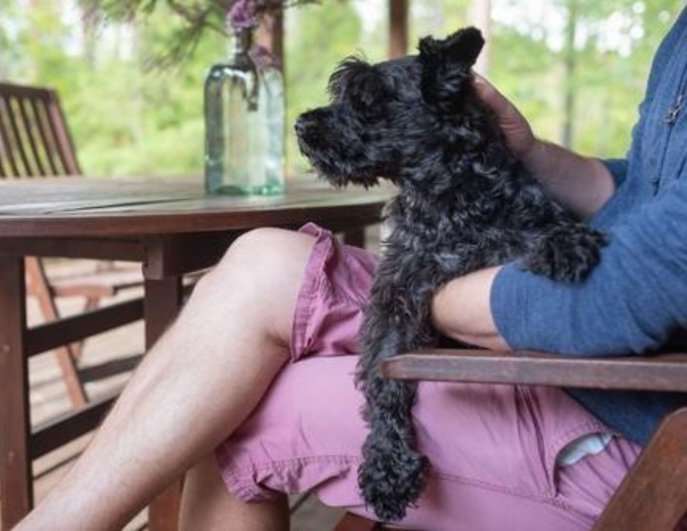 Pet-Friendly Pigeon Forge Cabins Pet-Friendly Pigeon Forge Cabins