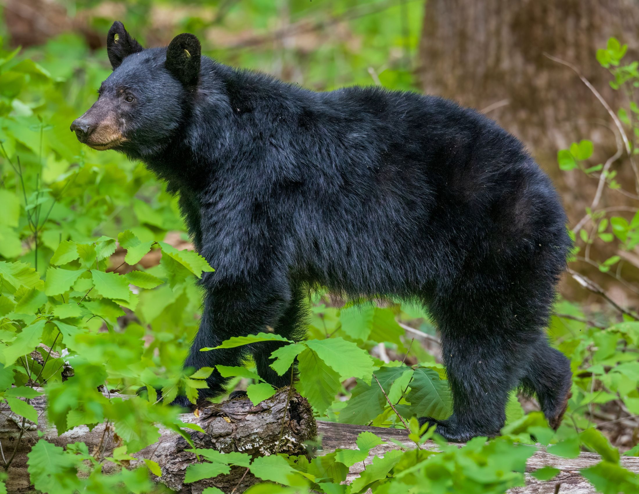 American Black Bears in the Smoky Mountains: A Wildlife Wonderland American Black Bears in the Smoky Mountains: A Wildlife Wonderland