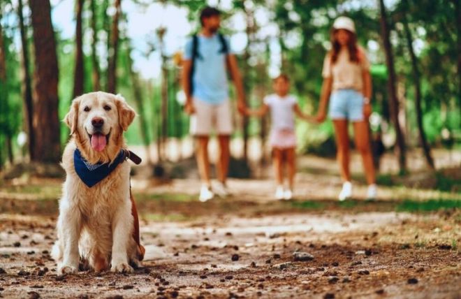Top 6 Dog Friendly Trails in Gatlinburg and Pigeon Forge