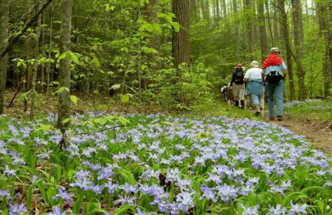 A Guide to the Spring Wildflower Pilgrimage in Gatlinburg