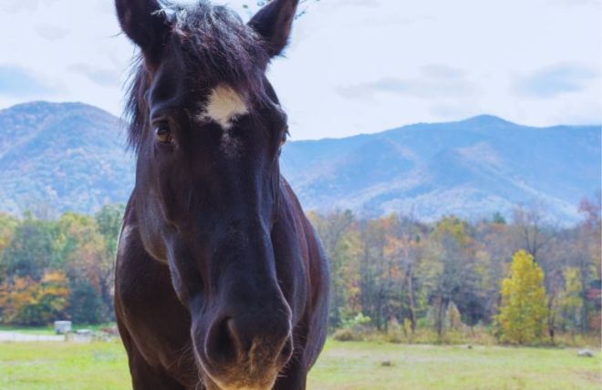 Horseback Riding in Cades Cove: 5 Reasons to Saddle Up