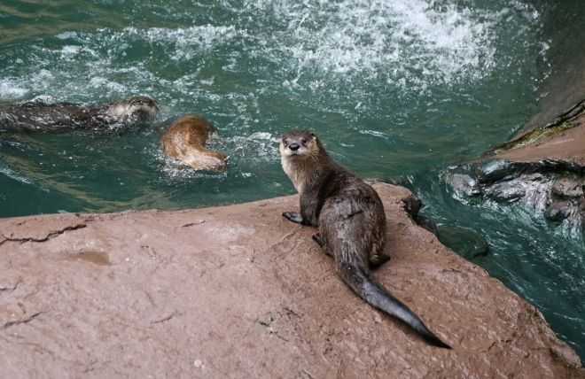 Best Animal Attractions in the Smoky Mountains (Family Guide)