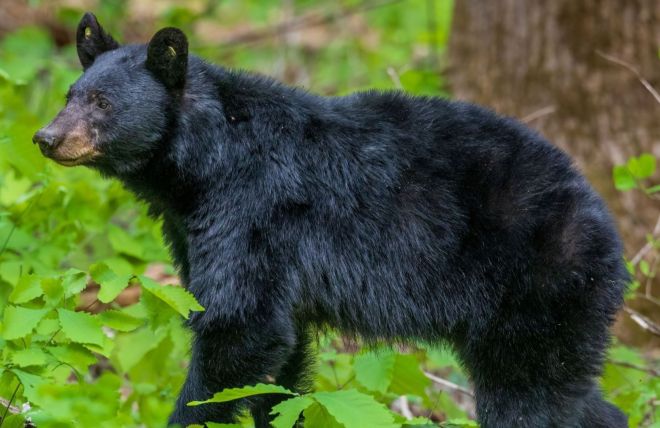 Image for Thing To Do Black Bears in the Smoky Mountains