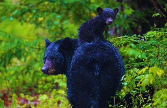 Do Black Bears Hibernate in the Smoky Mountains?