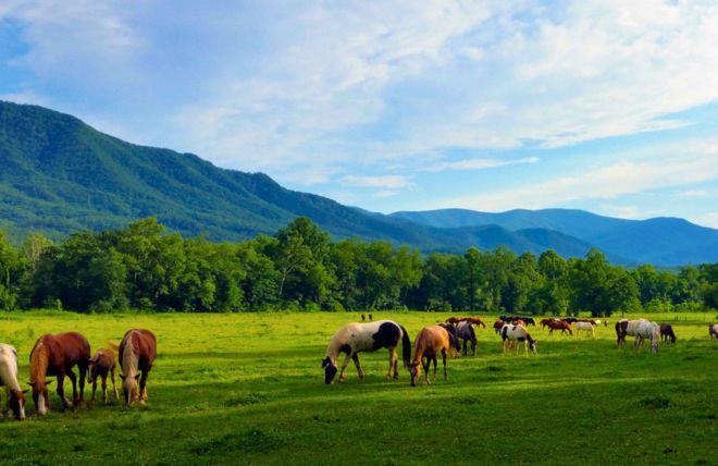 Horseback Riding in Cades Cove: 5 Reasons to Saddle Up