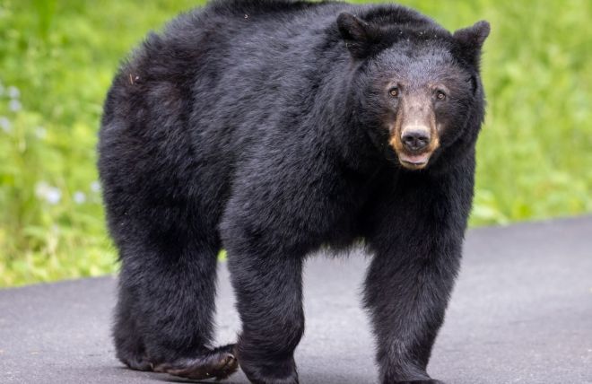 Spring Wildlife Watching: What You Can Spot Near Our Cabins