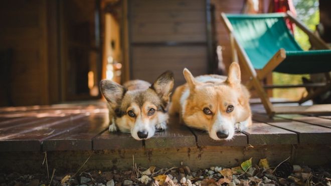 Should You Allow Pets in Your Vacation Rental?