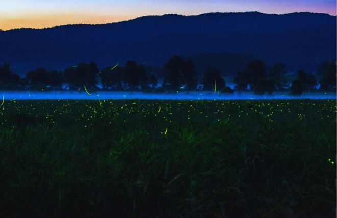 5 Reasons to See the Synchronous Fireflies in the Smoky Mountains