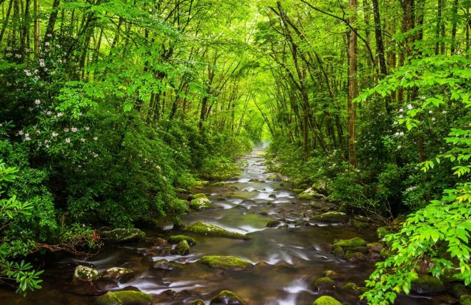 How to Experience Spring Break in the Smokies with Kids