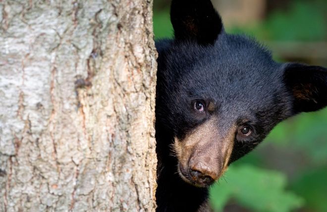 Do Black Bears Hibernate in the Smoky Mountains?