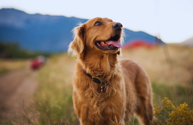 5 Things That Make Our Pet-Friendly Cabins in Pigeon Forge TN Extra Special
