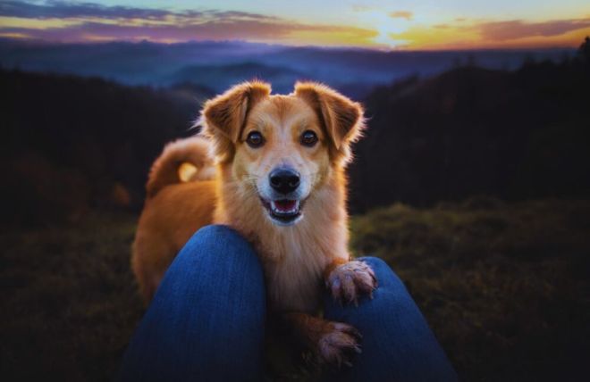 4 Tips for Finding the Perfect Pet-Friendly Cabin in the Smoky Mountains