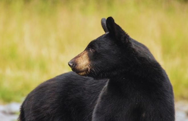 Top 10 Animals You'll See in The Great Smoky Mountains