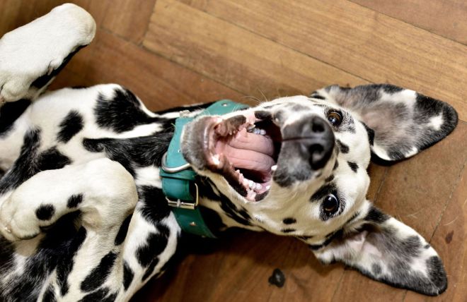 4 Tips for Finding the Perfect Pet-Friendly Cabin in the Smoky Mountains