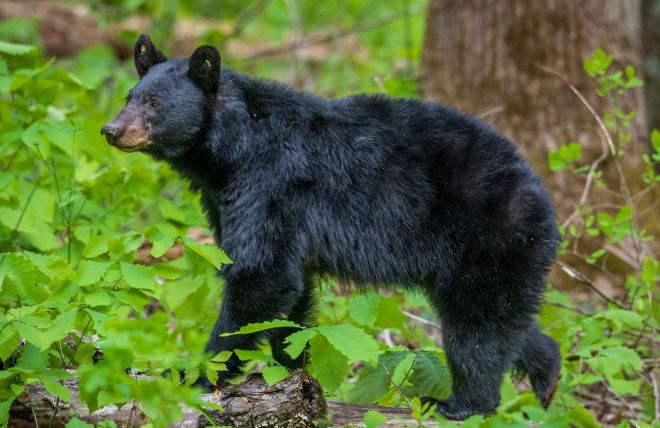 7 Best Things to Do in the Smoky Mountains in March