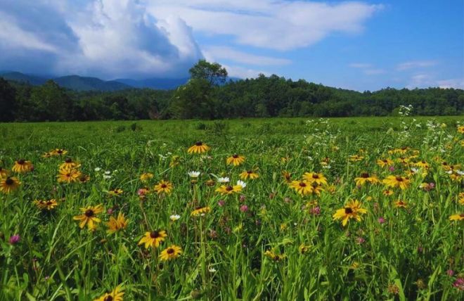 How to Plan a Stress-Free Spring Break in Pigeon Forge