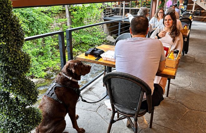 A Guide to Pet-Friendly Patios and Restaurants in Gatlinburg