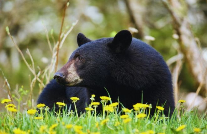 Spring Wildlife Watching: What You Can Spot Near Our Cabins