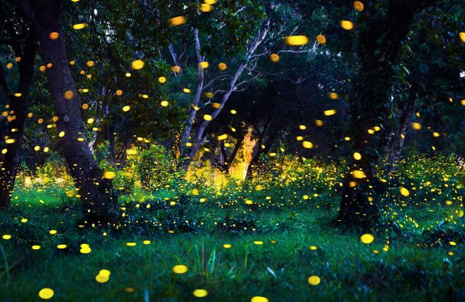 Elkmont Synchronous Fireflies: Complete Guide
