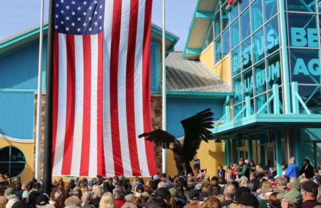 Image for Thing To Do Veterans Day Celebration