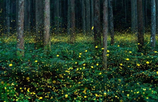Image for Thing To Do Synchronous Fireflies in the Smoky Mountains