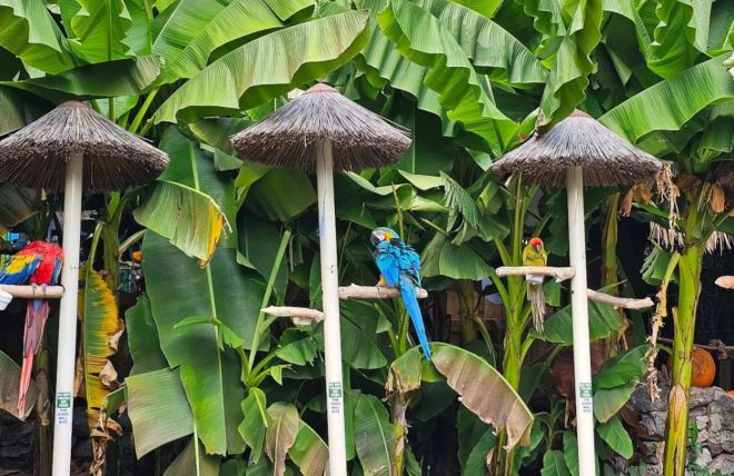 Image for Thing To Do Parrot Mountain and Gardens