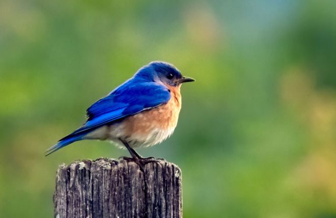 Birdwatching in the Smokies: A Season-by-Season Guide