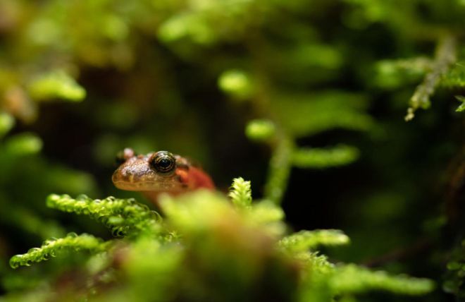 A Field Guide to Salamanders in the Smokies, the Salamander Capital of the World